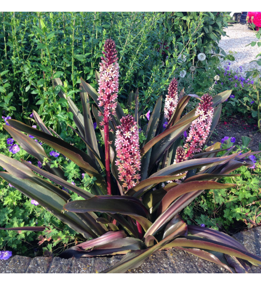 Eucomis comosa Sparkling Burgundy (1.5lt)