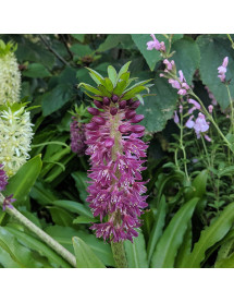 Eucomis Leia (Aloha Series) (1.5lt)