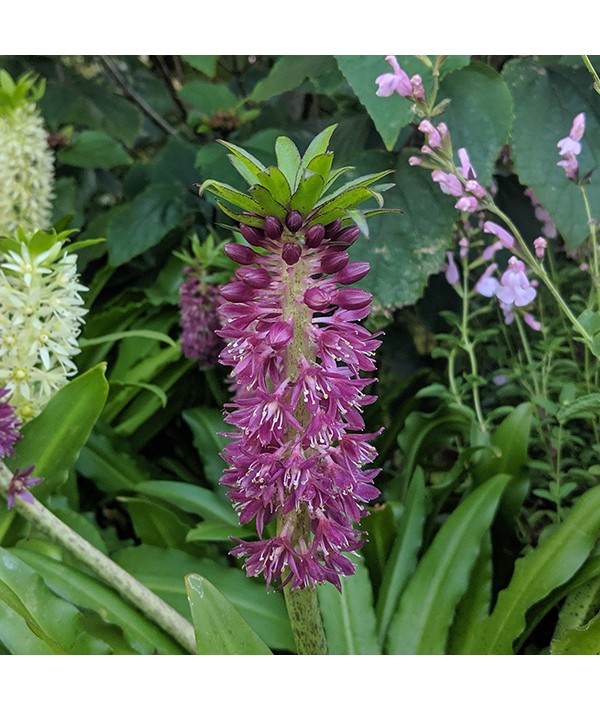 Eucomis Leia (Aloha Series) (1.5lt)