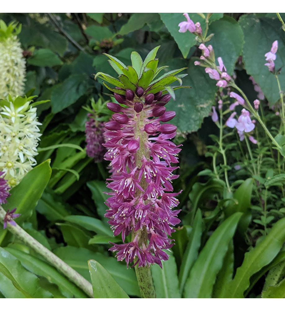 Eucomis Leia (Aloha Series) (1.5lt)