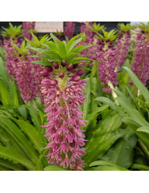 Eucomis Leia (Aloha Series) (1.5lt)