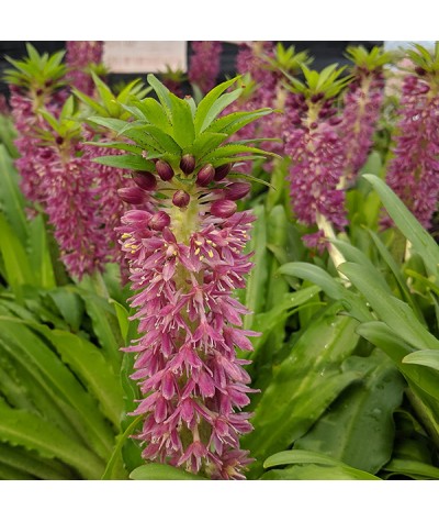 Eucomis Leia (Aloha Series) (1.5lt)