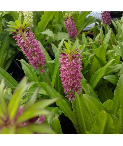 Eucomis Leia (Aloha Series) (1.5lt)