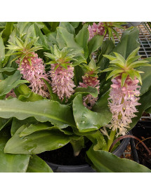 Eucomis Nani (Aloha Series) (1lt)