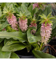 Eucomis Nani (Aloha Series) (1.5lt)