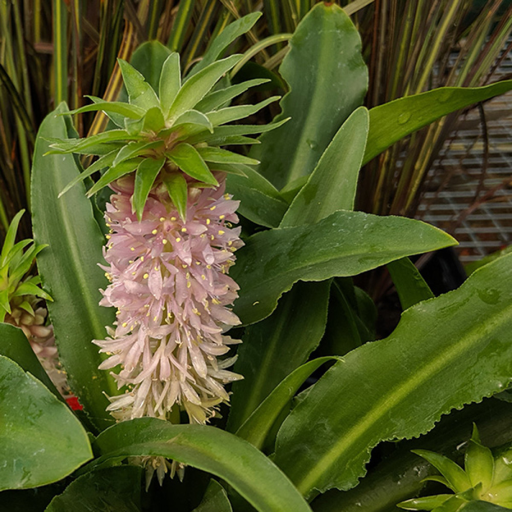 Eucomis Nani (Aloha Series) (1.5lt)