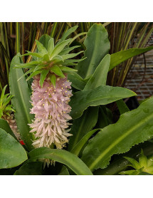 Eucomis Nani (Aloha Series) (1lt)