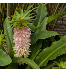 Eucomis Nani (Aloha Series) (1.5lt)