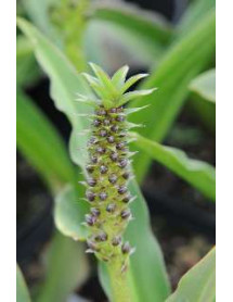 Eucomis pole-evansii (1.5lt)