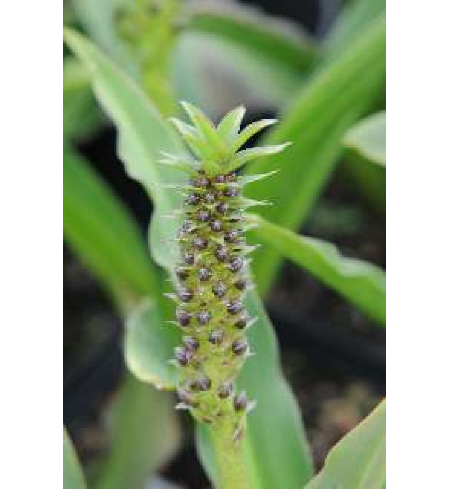 Eucomis pole-evansii (1.5lt)