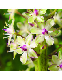 Eucomis pole-evansii (1.5lt)