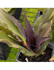 Eucomis Purple Reign (0.8lt) Eucomis Purple Reign (0.8lt)