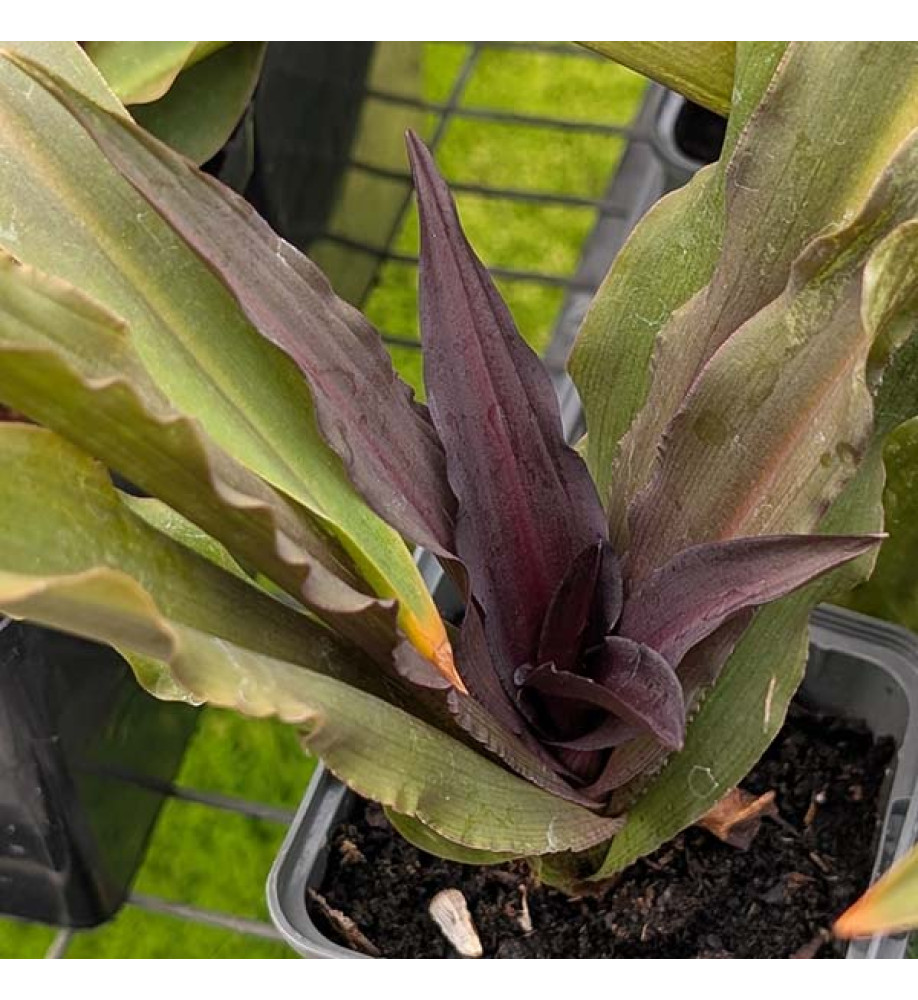 Eucomis Purple Reign (0.8lt)
