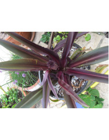 Eucomis comosa Sparkling Burgundy (1.5lt)