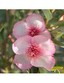 Eucryphia lucida Carousel (7.5lt)