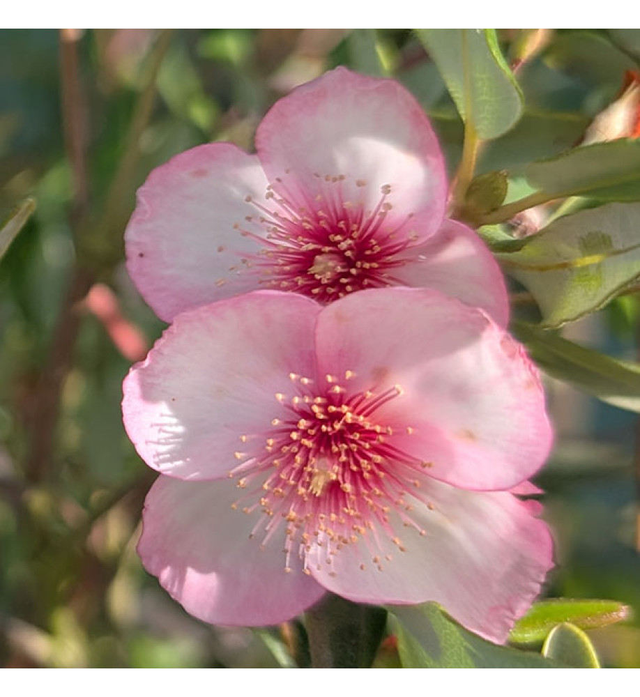 Eucryphia lucida Carousel (7.5lt)