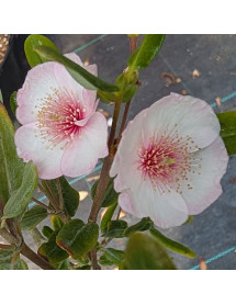 Eucryphia lucida Carousel (7.5lt)