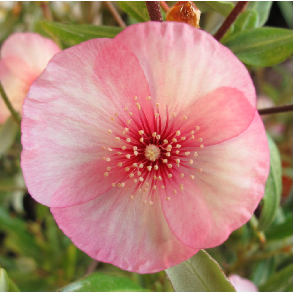 Eucryphia lucida Ballerina (3lt)