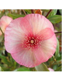 Eucryphia lucida Ballerina (3lt)
