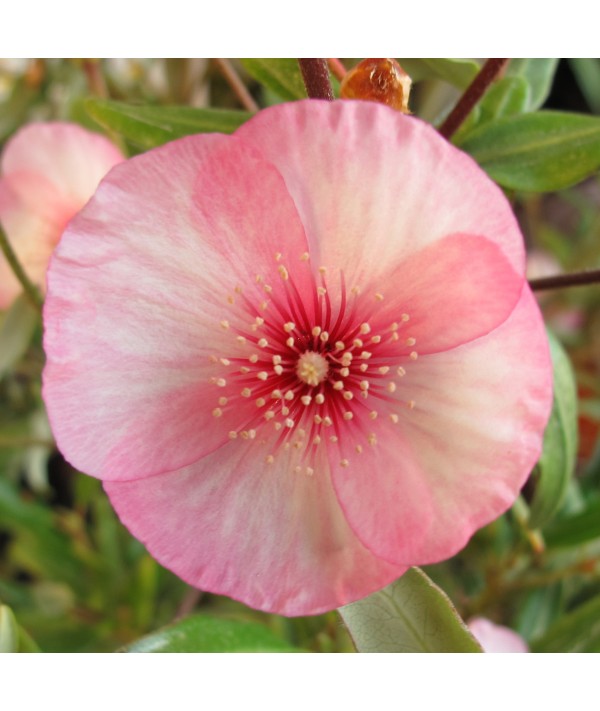 Eucryphia lucida Ballerina (5lt)