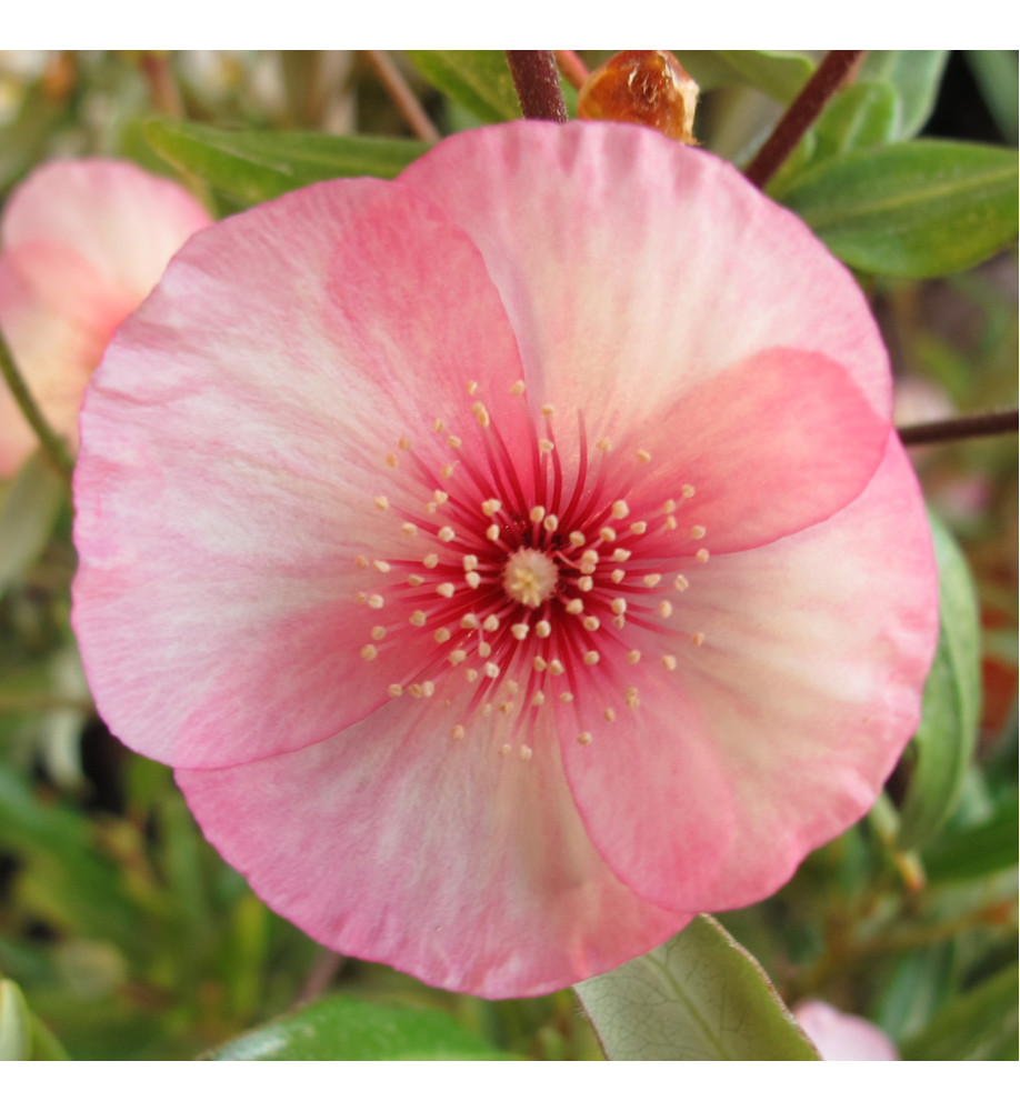 Eucryphia lucida Ballerina (3lt)