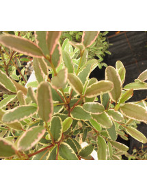 Eucryphia lucida Spring Glow (3lt)