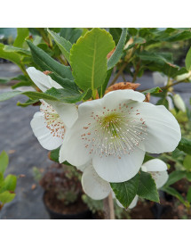Eucryphia x nymansensis Nymansay (3lt)