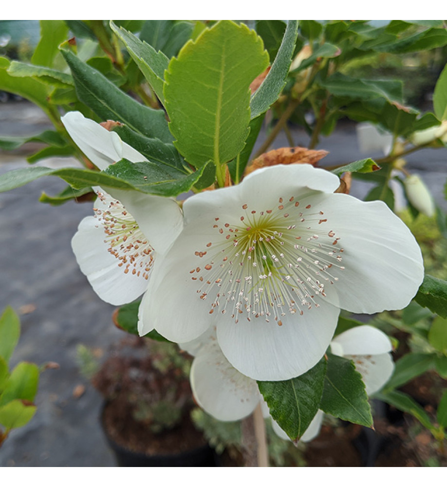 Eucryphia x nymansensis Nymansay (3lt)