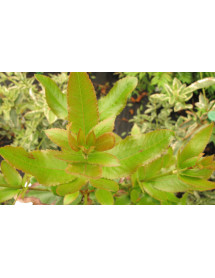 Eucryphia x nymansensis Nymansay (3lt)