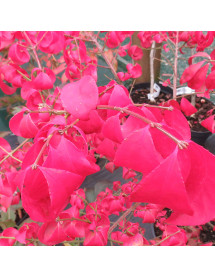 Euonymus alatus (5lt)