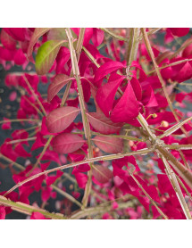Euonymus alatus (5lt)