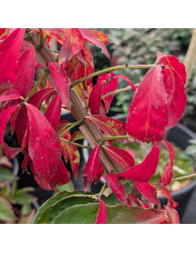 Euonymus alatus Blade Runner (7.5lt) Euonymus alatus Blade Runner (7.5lt)