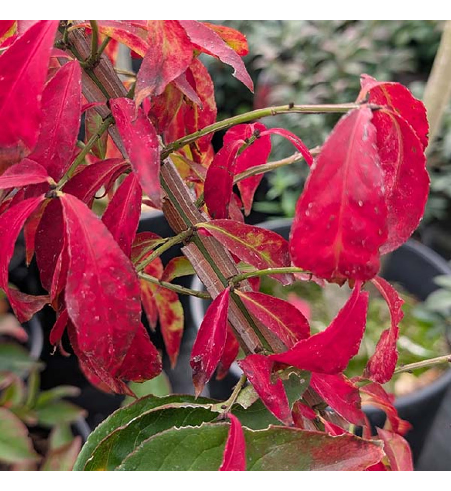 Euonymus alatus Blade Runner (7.5lt)