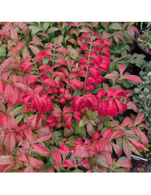 Euonymus alatus compactus (3lt)