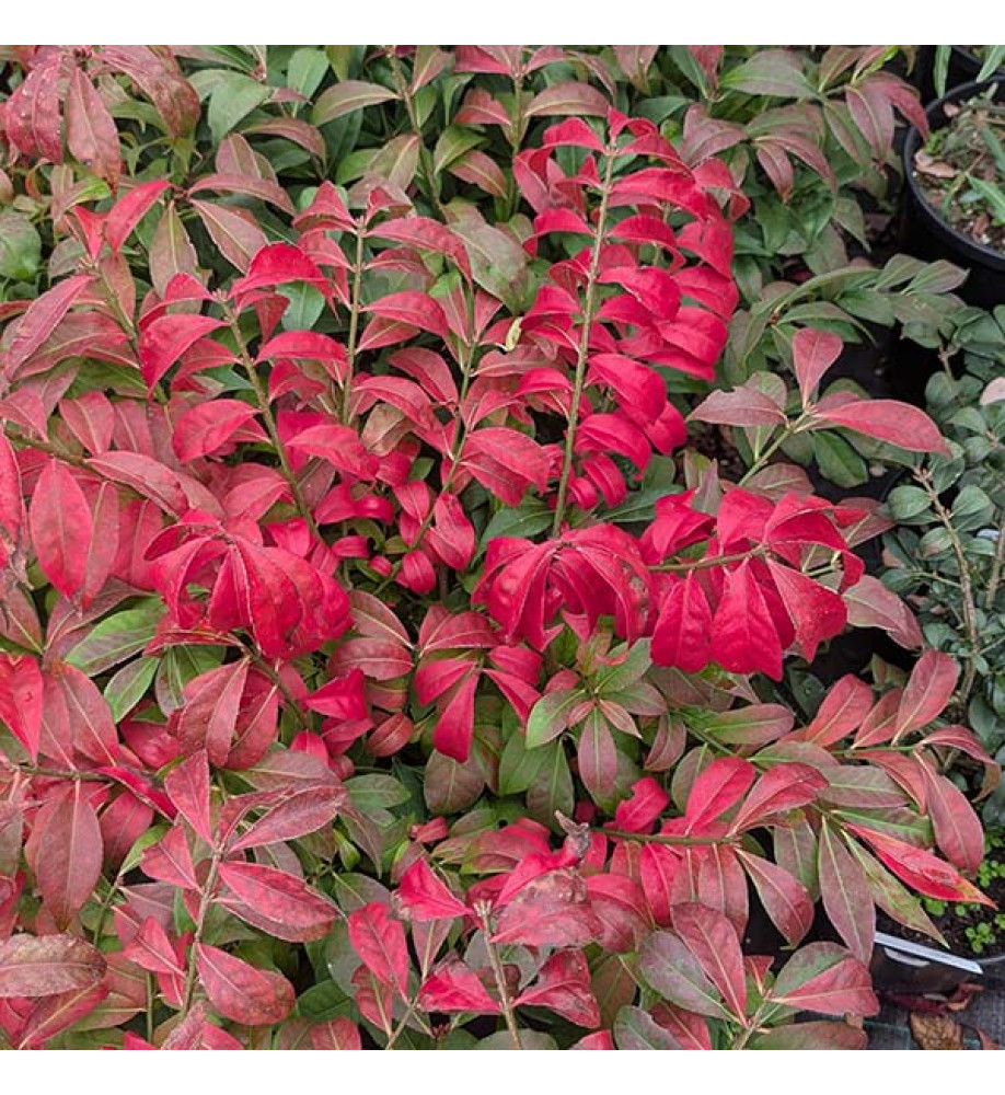 Euonymus alatus compactus (5lt)