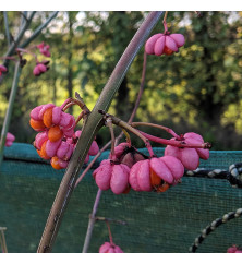 Euonymus europaeus (20lt)