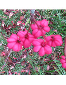 Euonymus europaeus Red Cascade (3lt)