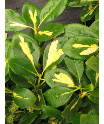 Euonymus fortunei Blondy (3lt)