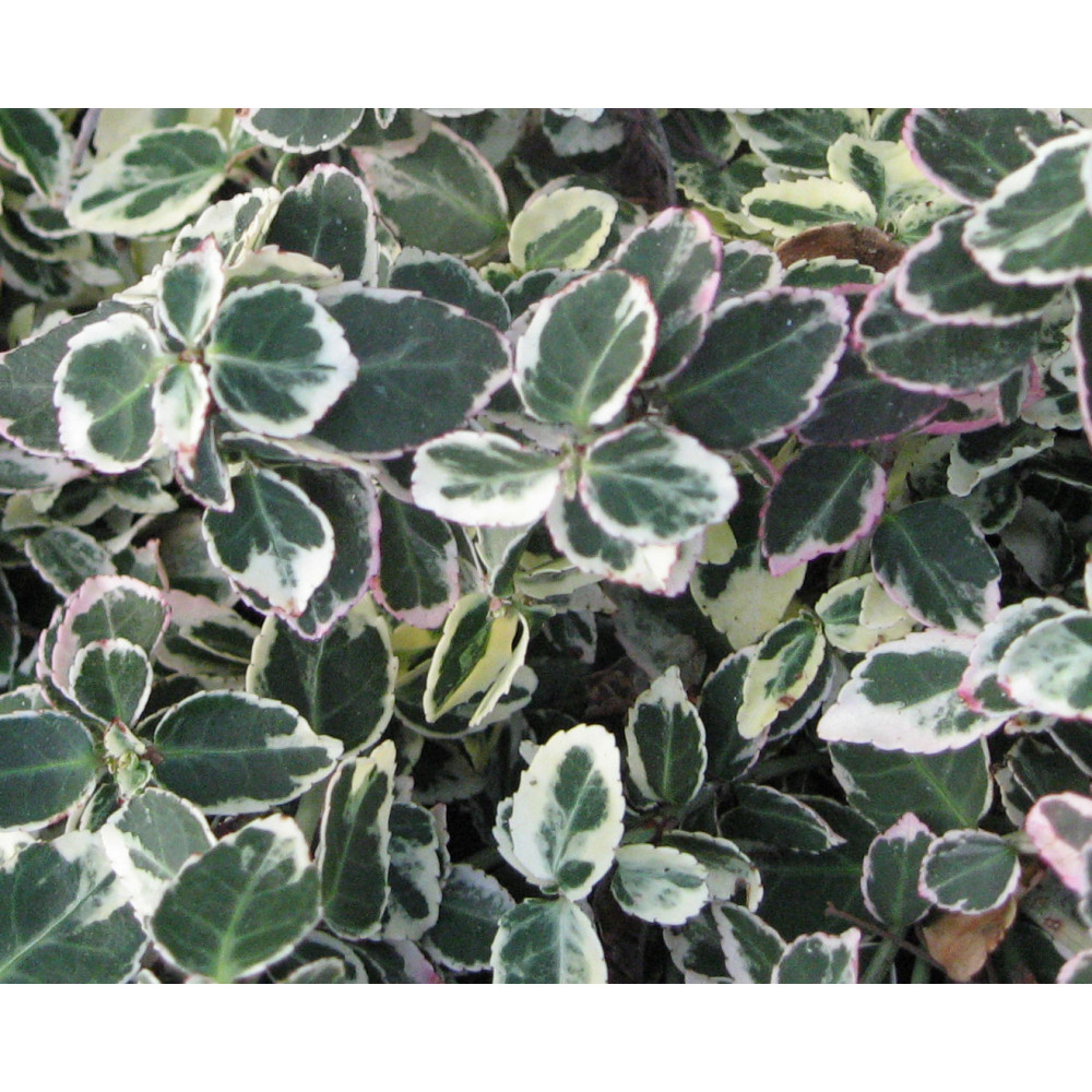 Euonymus fortunei Emerald Gaiety (2lt)