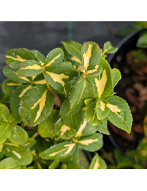 Euonymus fortunei Sunspot (5lt) Euonymus fortunei Sunspot (5lt)