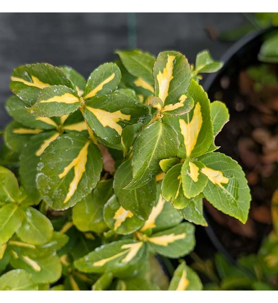 Euonymus fortunei Sunspot (5lt)
