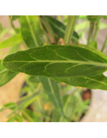 Euonymus fortunei Wolong Ghost (3lt)