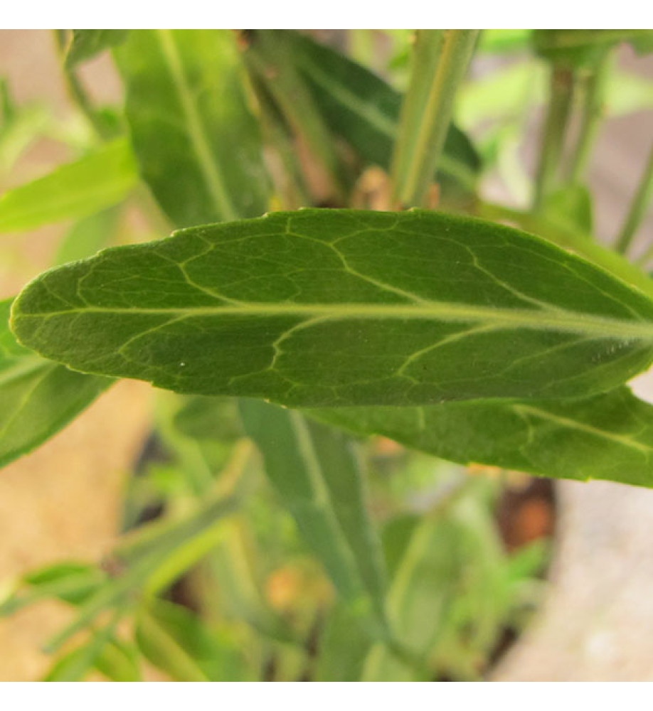 Euonymus fortunei Wolong Ghost (3lt)