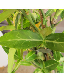 Euonymus fortunei Wolong Ghost (3lt)