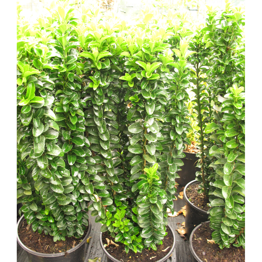 Euonymus japonicus Green Rocket (3lt)