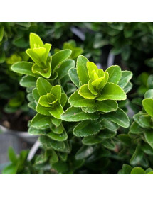 Euonymus japonicus Jean Hugues (5lt) Euonymus japonicus Jean Hugues (5lt)