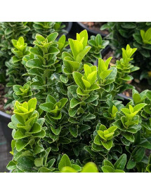 Euonymus japonicus Jean Hugues (5lt)