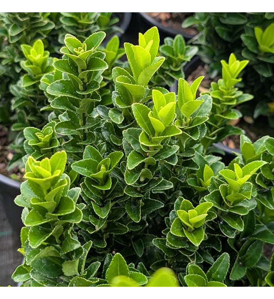 Euonymus japonicus Jean Hugues (5lt)