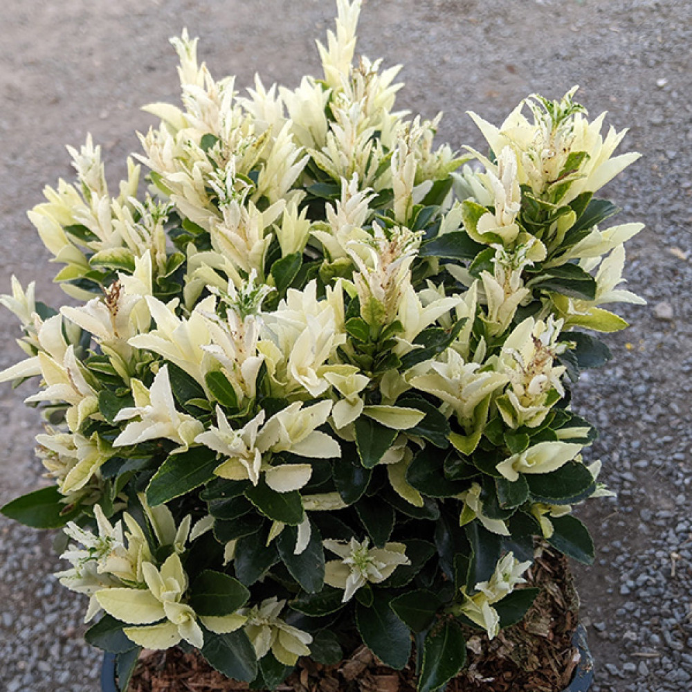 Euonymus japonicus Paloma Blanca (1.5lt)