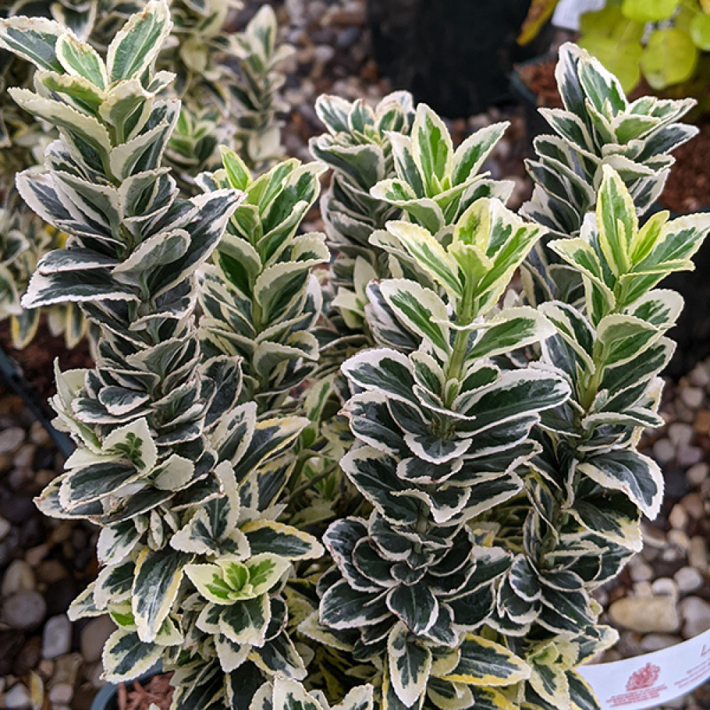 Euonymus japonicus White Spire (4.5lt)